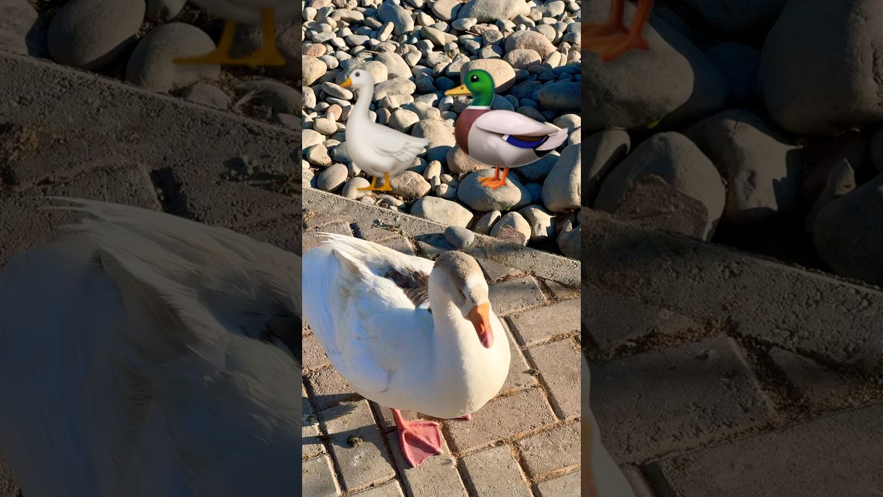 👋🪿🦆🐥🐸 