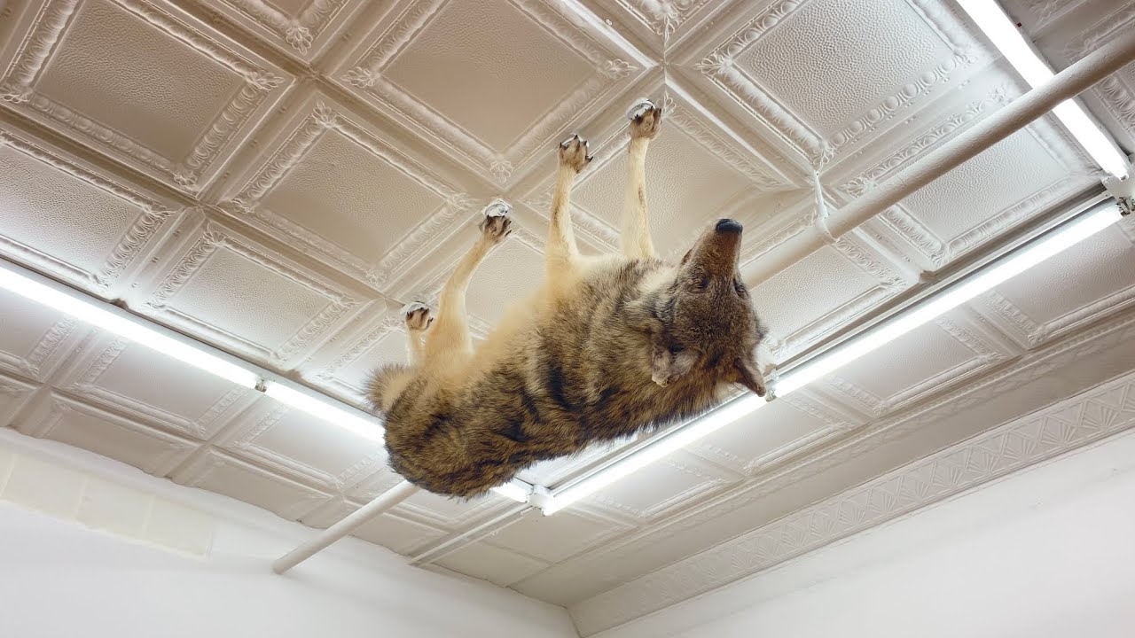 Nicholas Galanin : Infinite Weight, 2022 | Peter Blum Gallery