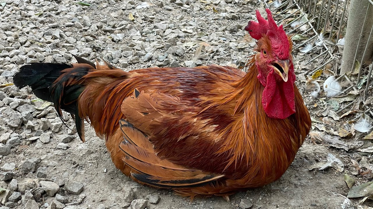 Food Source series 01 - Chicken | What you need to know all about chicken as home cooks