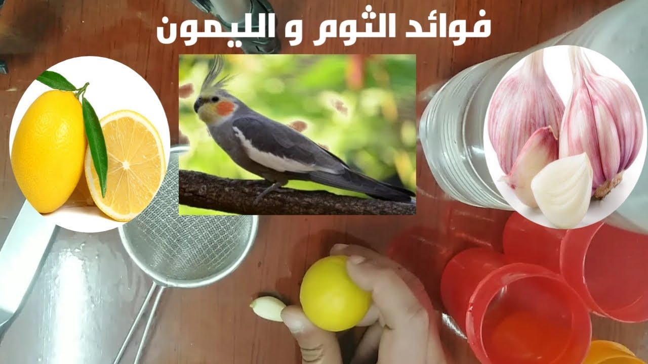 الاستعداد لفصل الشتاء - فوائد الثوم بالليمون لطيور الكوكتيل والبادجي للوقاية من البرد