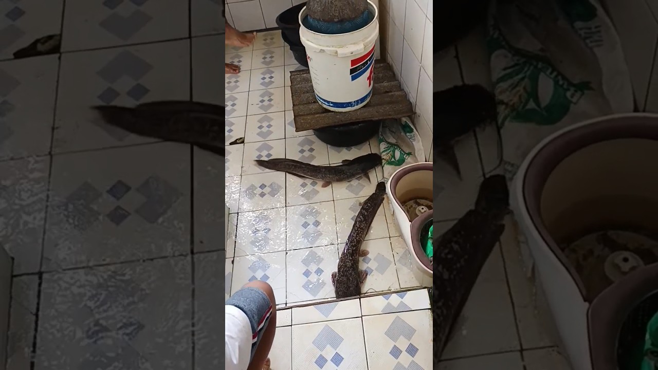 Sultan demen banget ikan lele besar