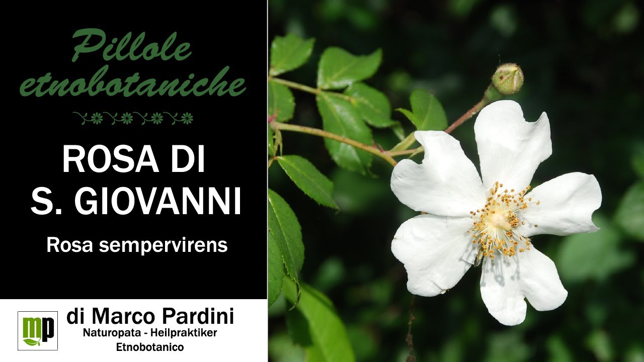 Rosa di San Giovanni