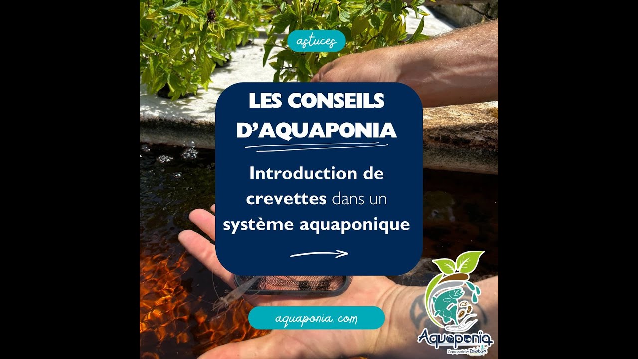 Les Conseils d’Aquaponia – Plongez dans l’univers des crevettes en aquaponie ! 🦐🌱
