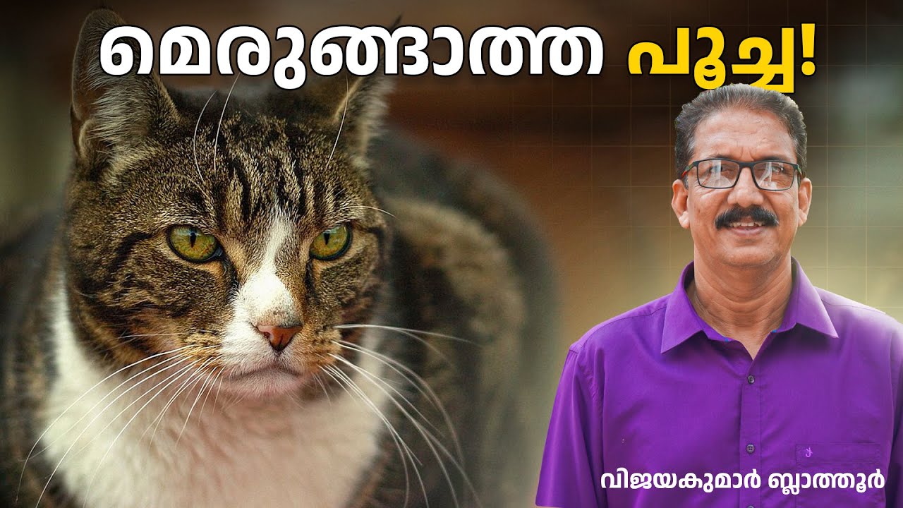 പൂച്ച വീട്ടുമൃഗമായോ? Cats are semi-domesticated animals #animalfacts #cats #malayalam #പൂച്ച #മലയാളം