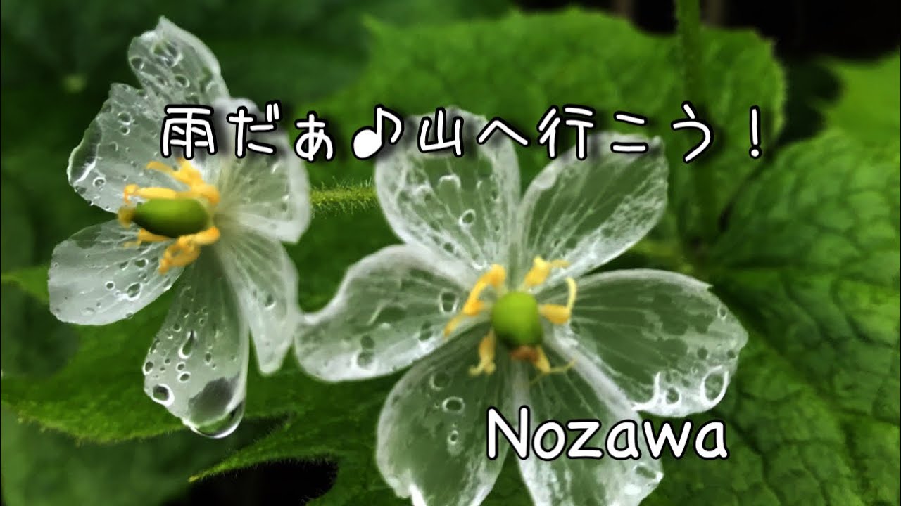 サンカヨウと霧の森が幻想的なのは雨ならでは★野沢温泉