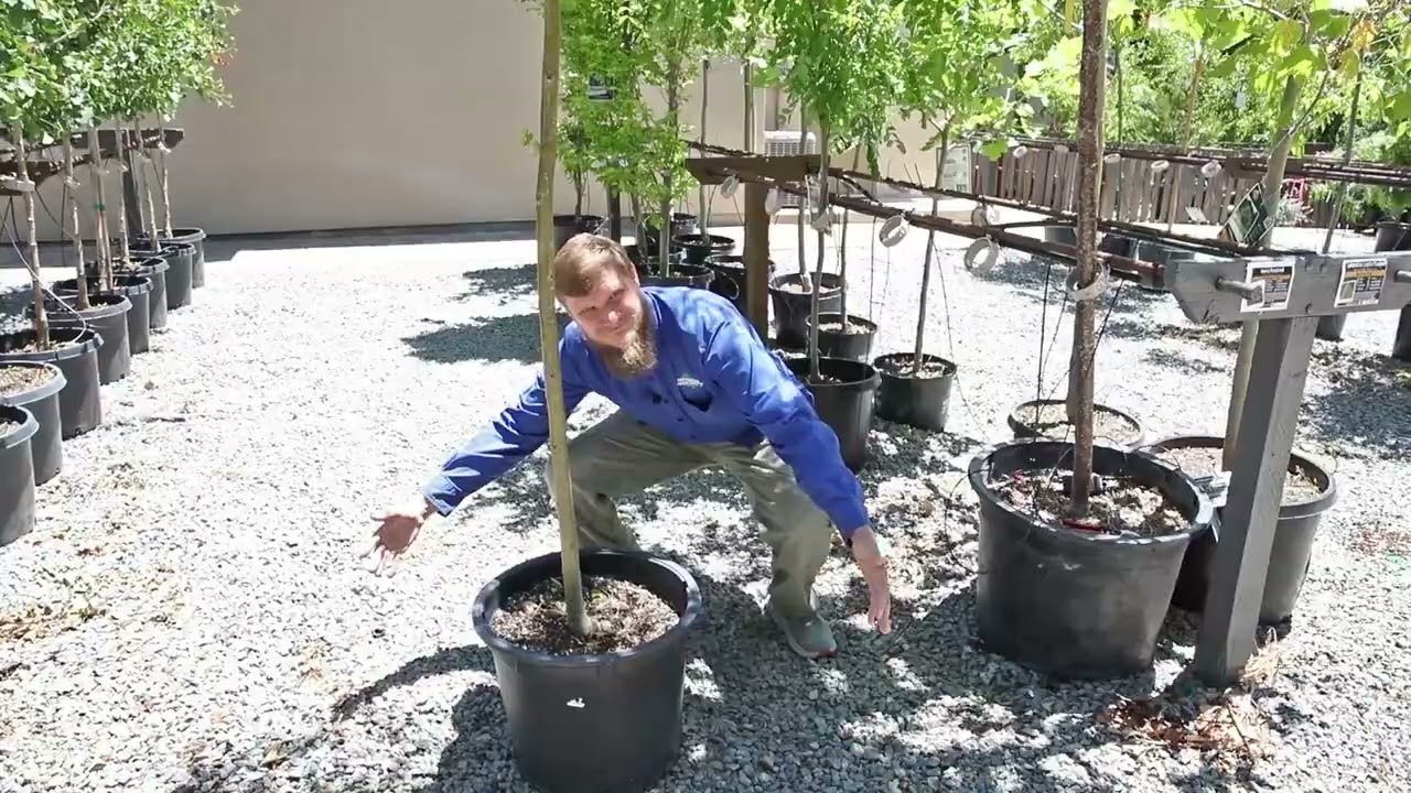 Tree Talk: Honey Locust