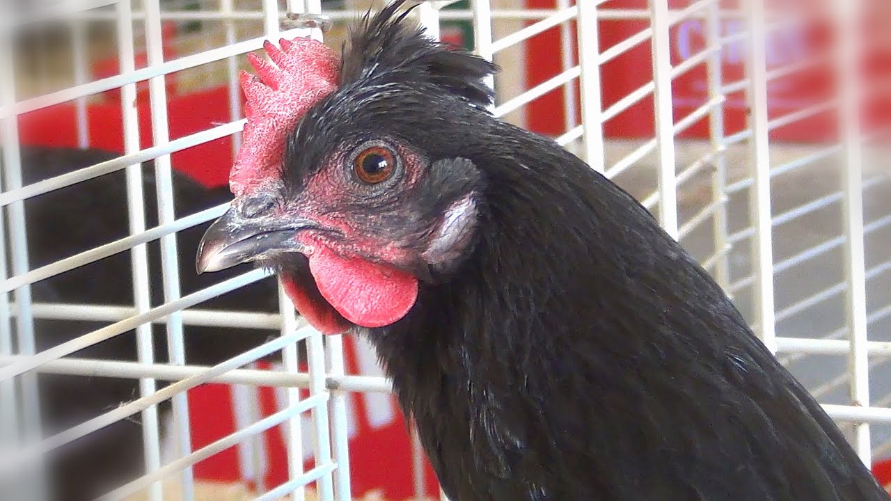 Poules et Coqs Pavilly G.R.