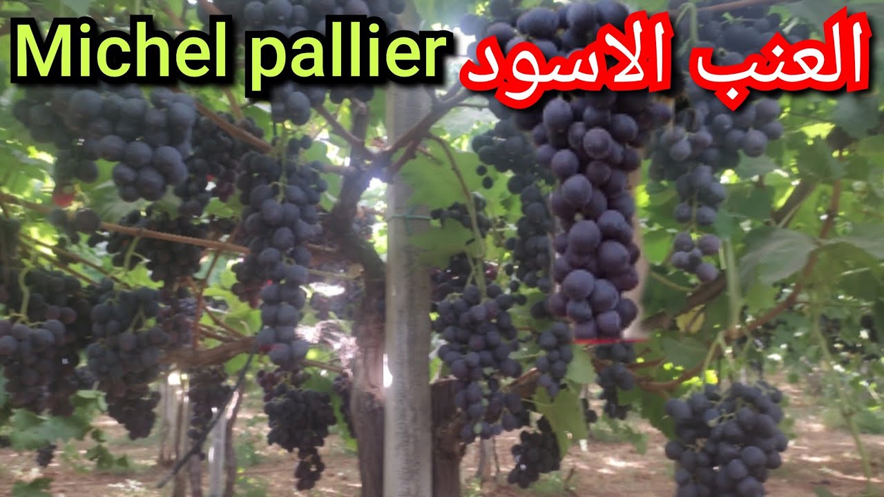العنب الاسود نوع Michel pallier من أحسن انواع العنب الموجودة في المغرب 