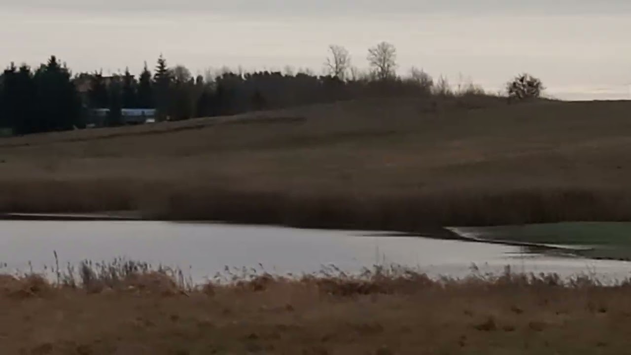 Ptactwo zbiera martwe ryby po przydusze