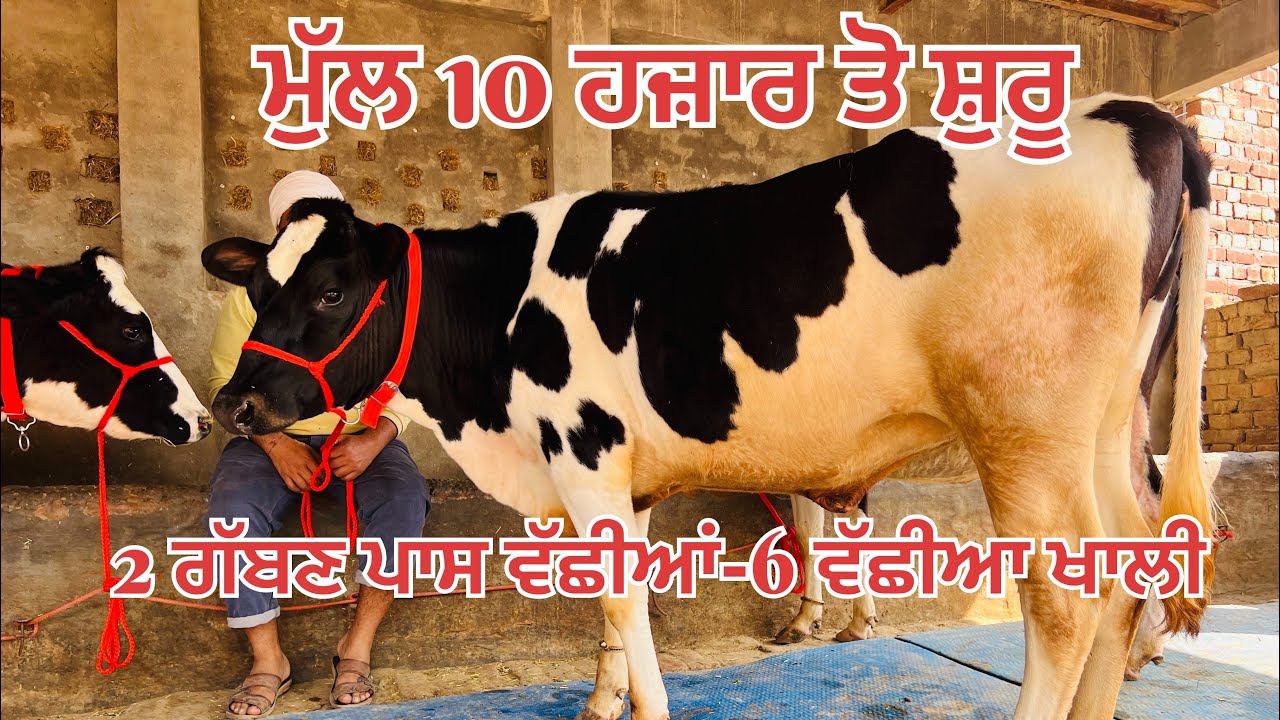 ਮੁੱਲ 10 ਹਜ਼ਾਰ 🔥8 ਗੱਬਣ ਵੱਛੀਆ ਵਿਕਾਉ-8 heifer for sale 
