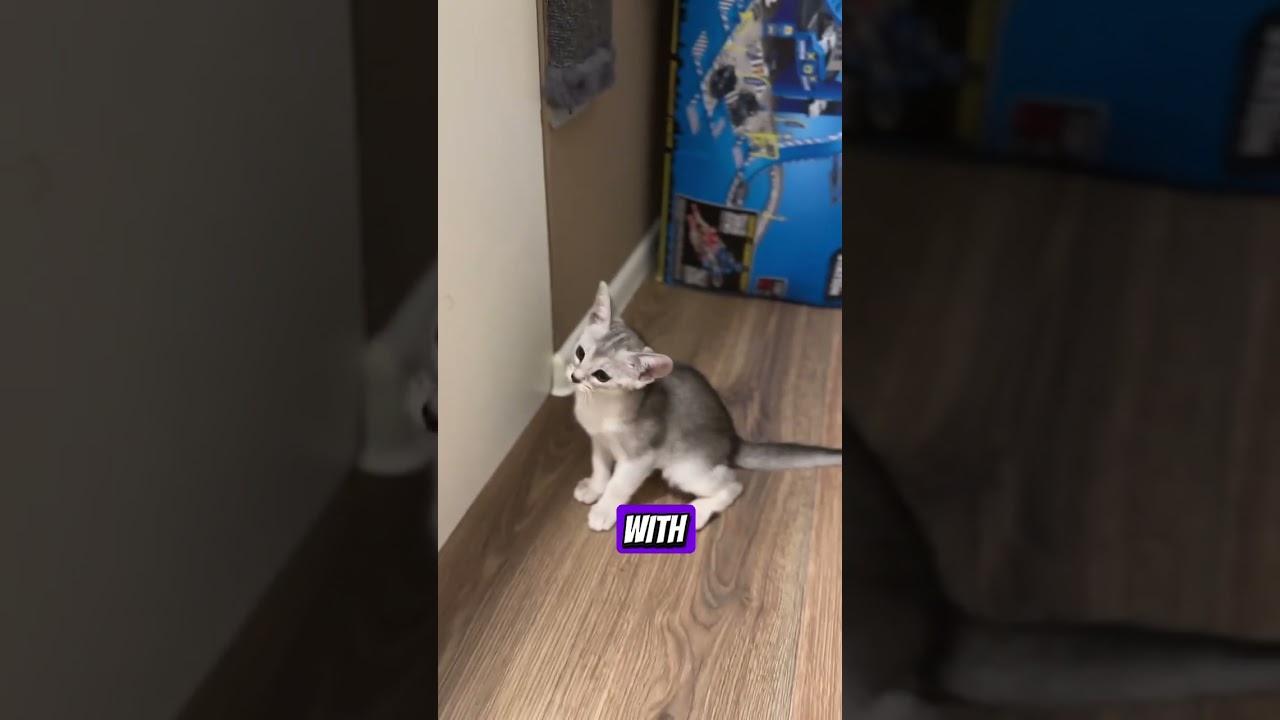 I went for doctor appointment and I diagnosed with&hellip;🤔 #abyssinian #shots #kitten #silverabyssinian