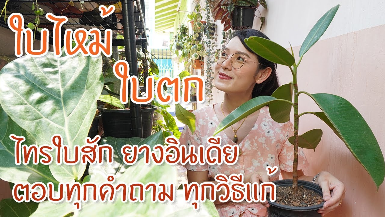 หยุดปัญหาไทรใบสักใบไหม้ ทิ้งใบ ยางอินเดียใบตก แก้ได้ทุกปัญหา #ต้นไทรใบสัก #ต้นยางอินเดีย