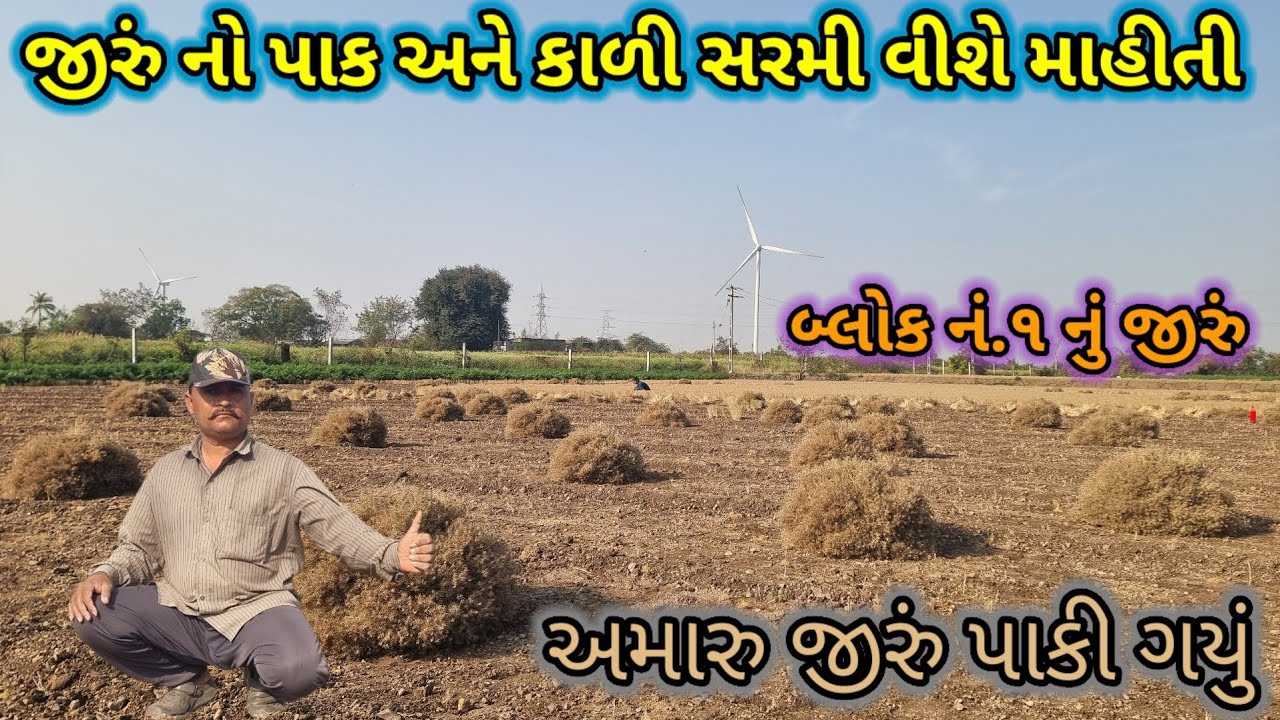 જીરું નો પાક અને કાળી સરમી ની વીશે માહીતી jiru ma kali sharmi ni mahiti