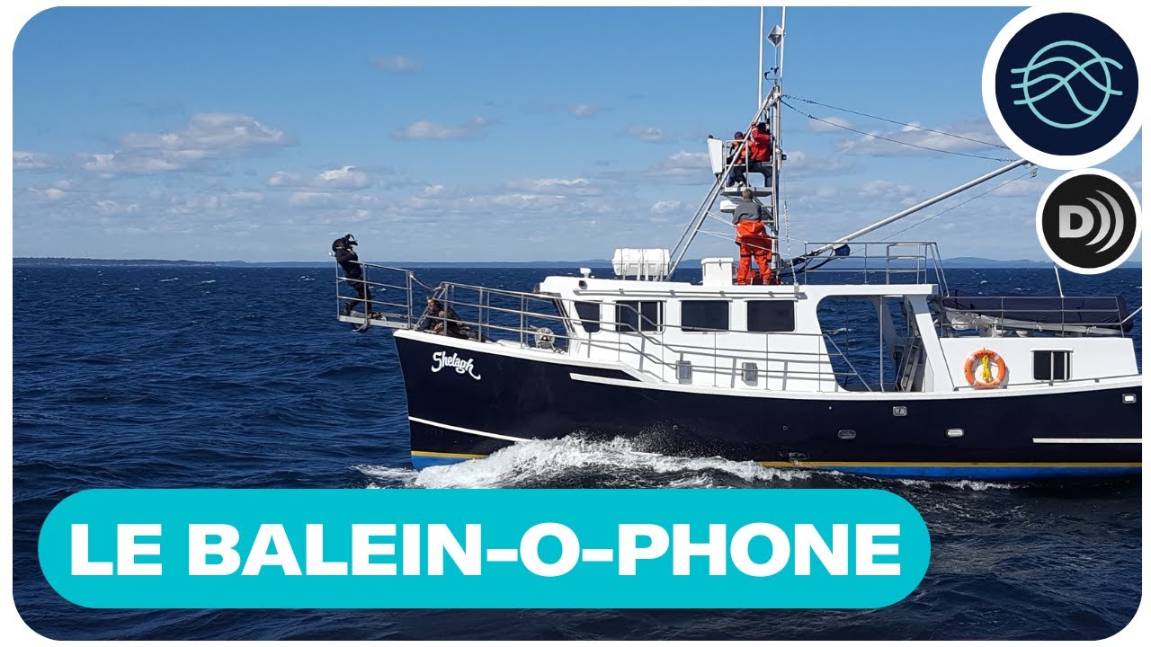 Le balein-o-phone | Vidéodescription