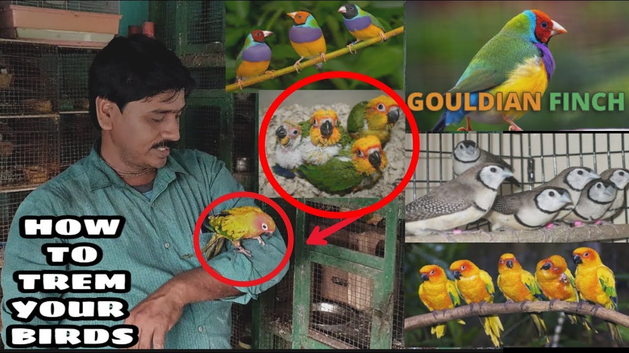 Owl Golden White Long Tell & Many Verity Finch Birds Setup II Hand Term Suncouner Birds Setup