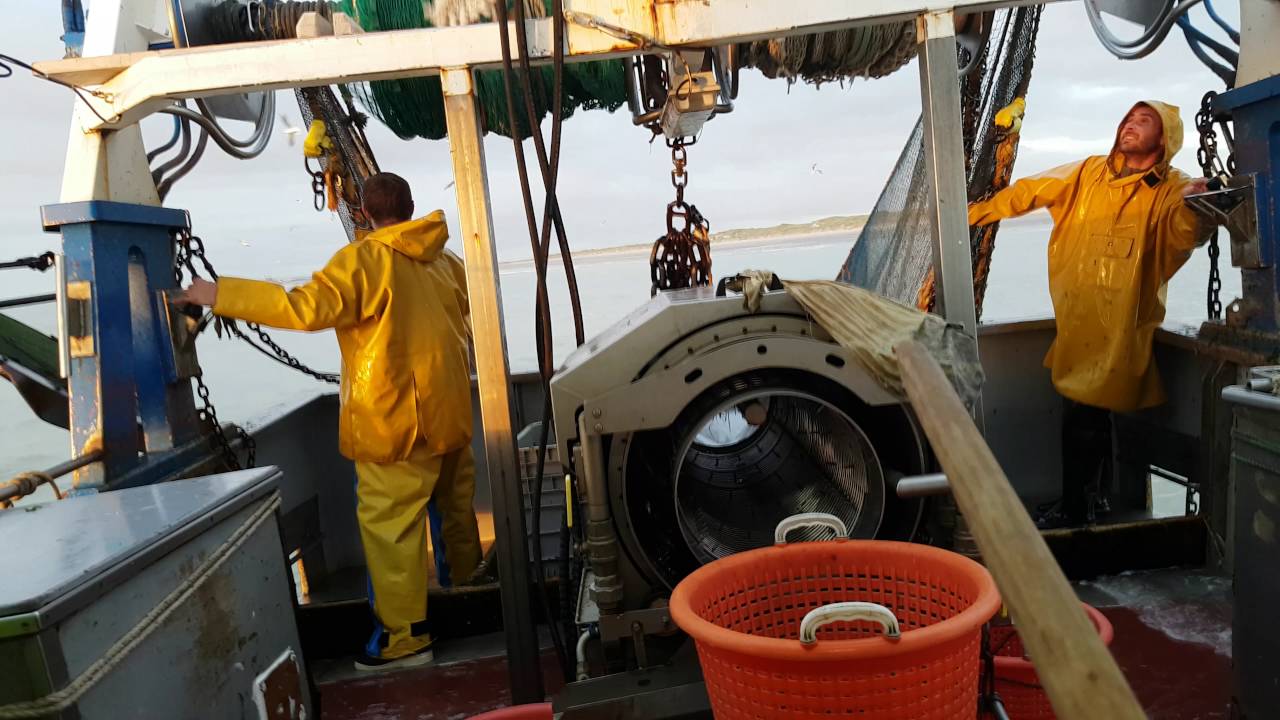 Crevettes grise 200 kg