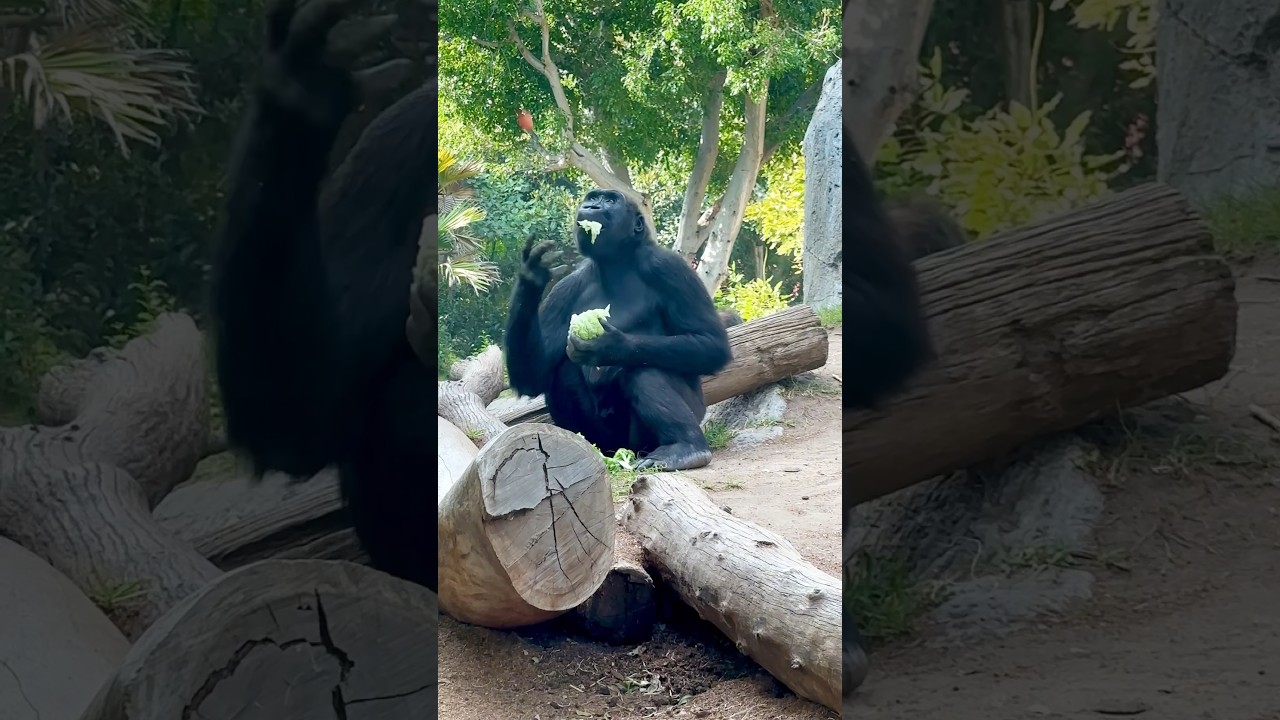 Gorilla Food Toss At San Diego Zoo #sandiegozoo #gorilla #snacks #funnygorillas #shorts