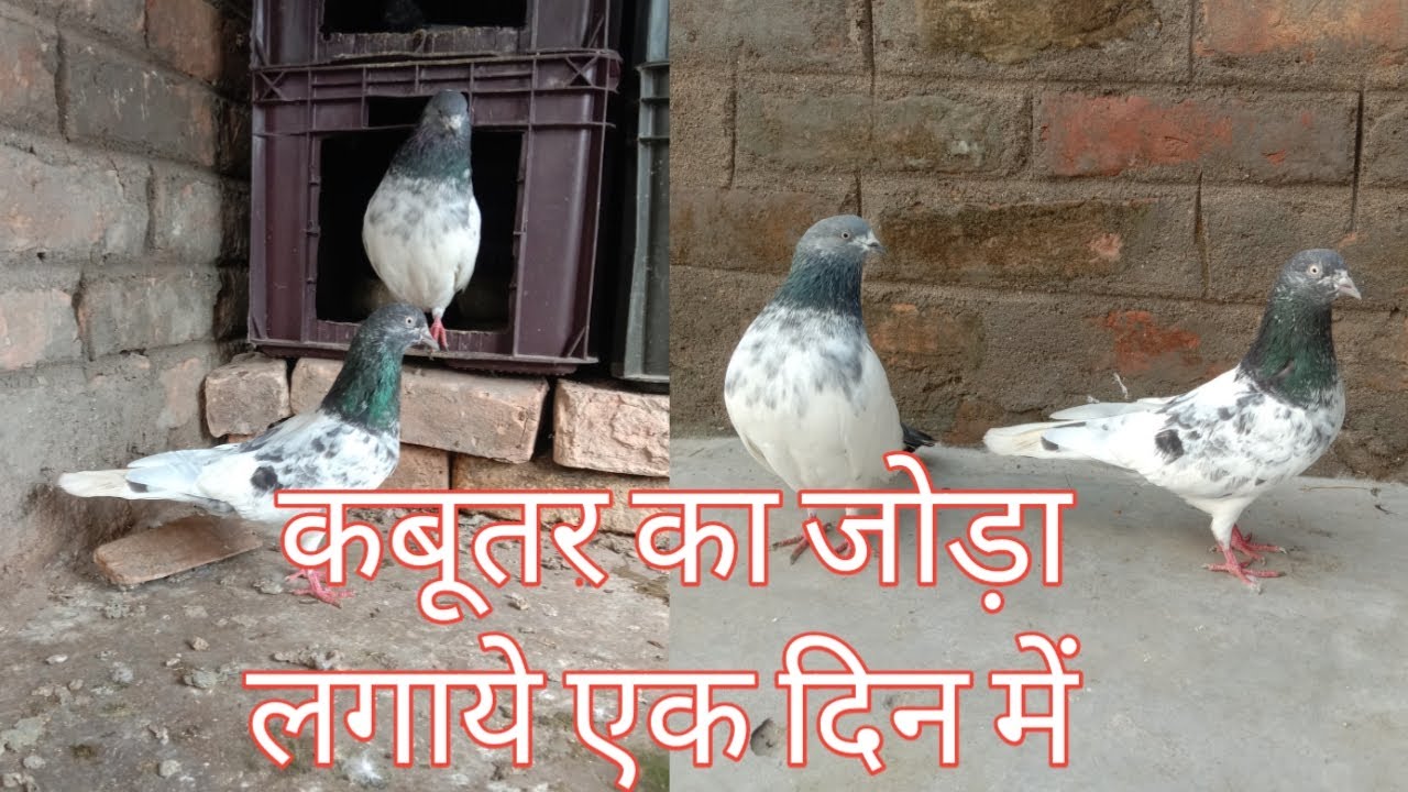 How to make a pigeon pair easily || कबूतर का जोड़ा आसानी से कैसे लगाएं
