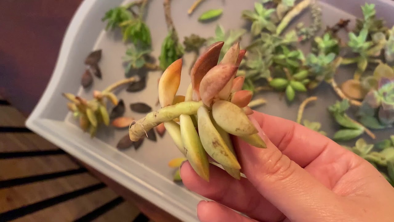 What to do with succulents after a freeze 🥶