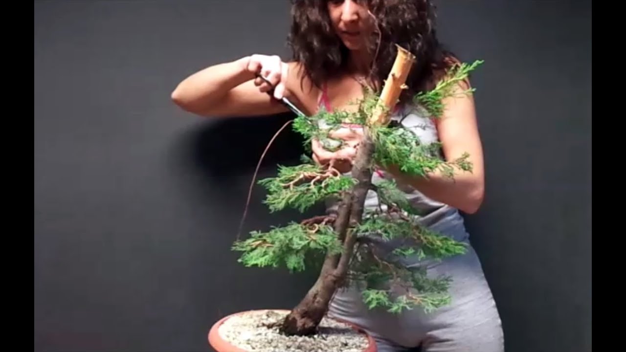 Cupressus sempervirens Ο Κυπάρισσος