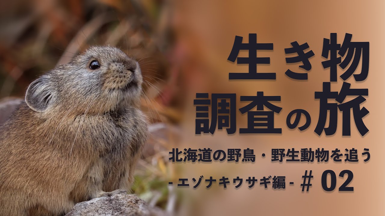 エゾナキウサギ編【生き物調査の旅】北海道の野鳥 野生動物を追う旅 ＃02　二日目
