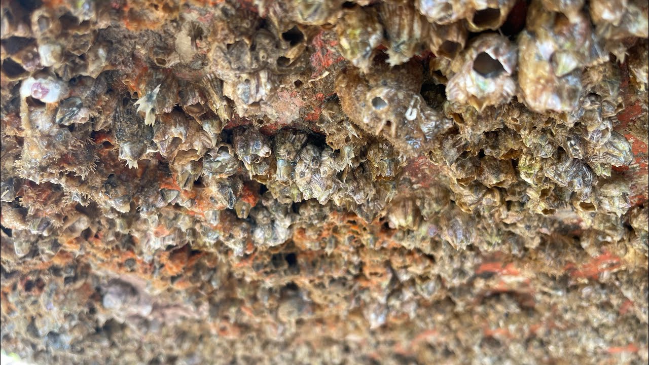 ASMR Boat Clean &ndash; Satisfying Barnacle Removal | No Talking (400)