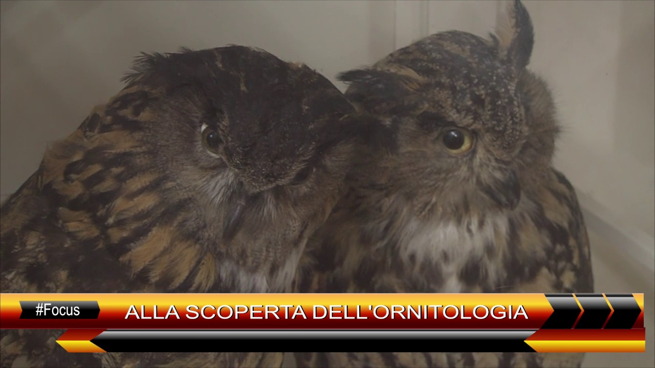 ALLA SCOPERTA DELL'ORNITOLOGIA