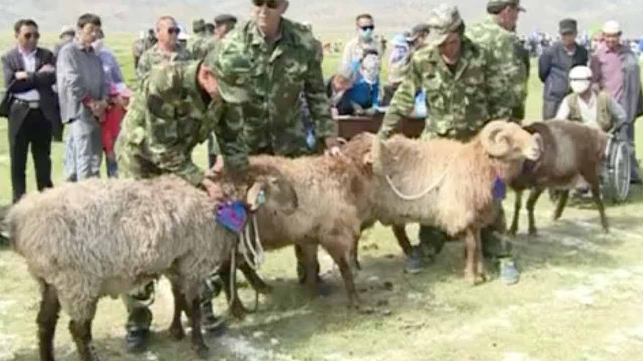 Annual goat race festival held in NW China's Xinjiang Province