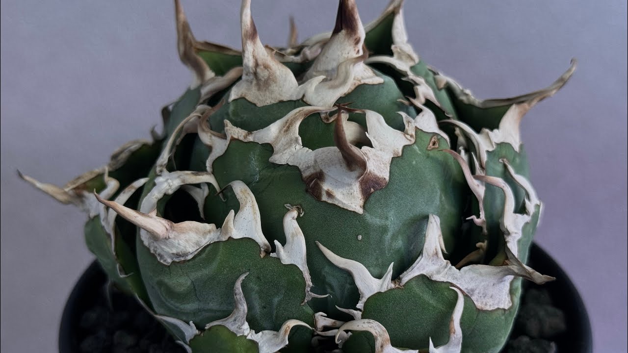 20251209 アガベ・チタノタ白鯨（ボールタイプ）中-098｜agave titanota white whale