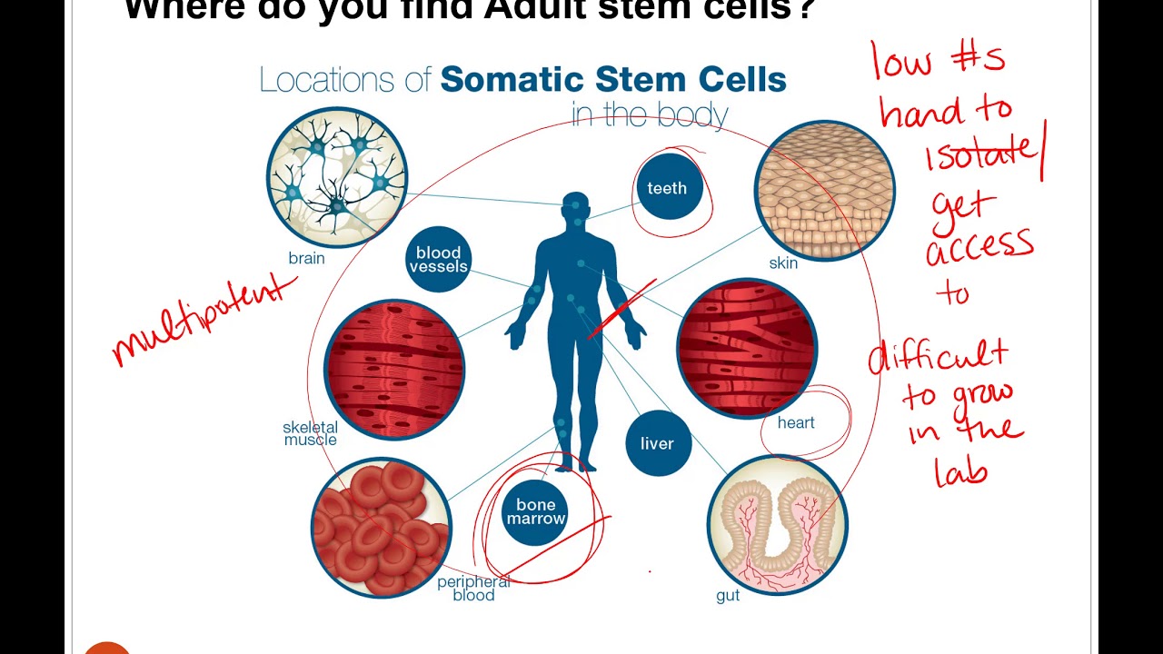 Stem Cells and therapeutic cloning