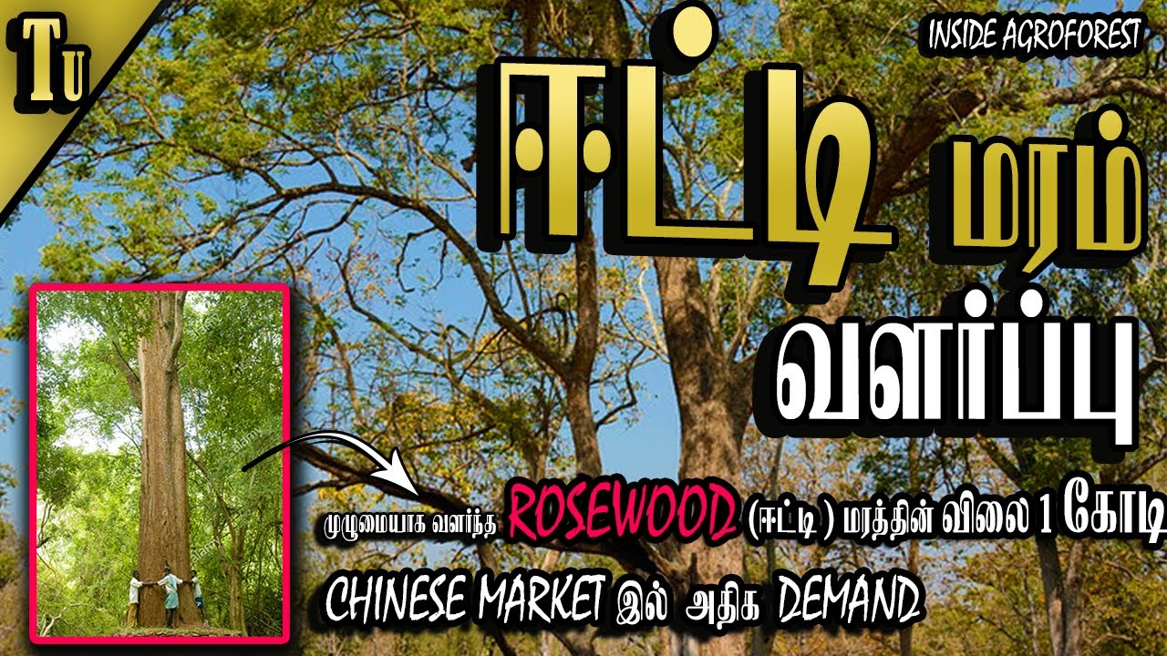 முழுவளர்ச்சி அடைந்த ஈட்டி மரம் 1 கோடி | rosewood cultivation | நல்ல லாபம் தரும் மரங்கள்- 4