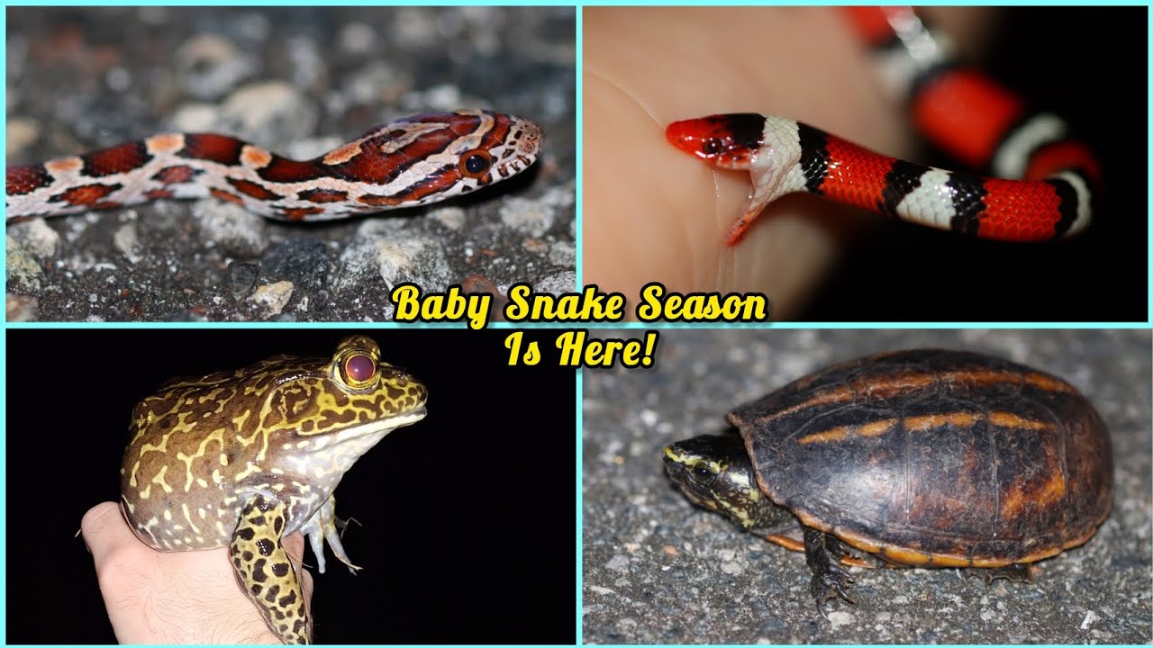 Herping Florida at Night for Baby Snakes, Tiny Turtles, Huge Frogs, and More!