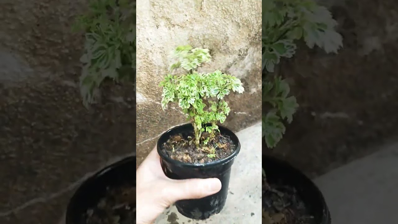 Airpurifying indor ornamental Ming Aralia Polyscias fruticosa 