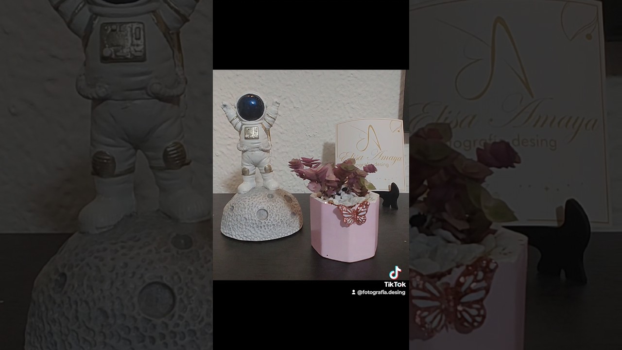 Matera mariposa con suculenta, 