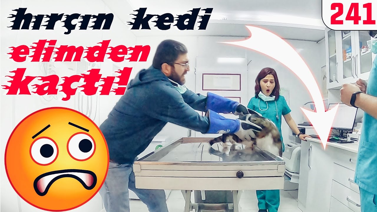 Kedi Elimden Kaçtı MUAYENEYI YIKTI! 😳 Resmen Organize Kedi Saldırısı DorukFighter JD @DoBiDa 241