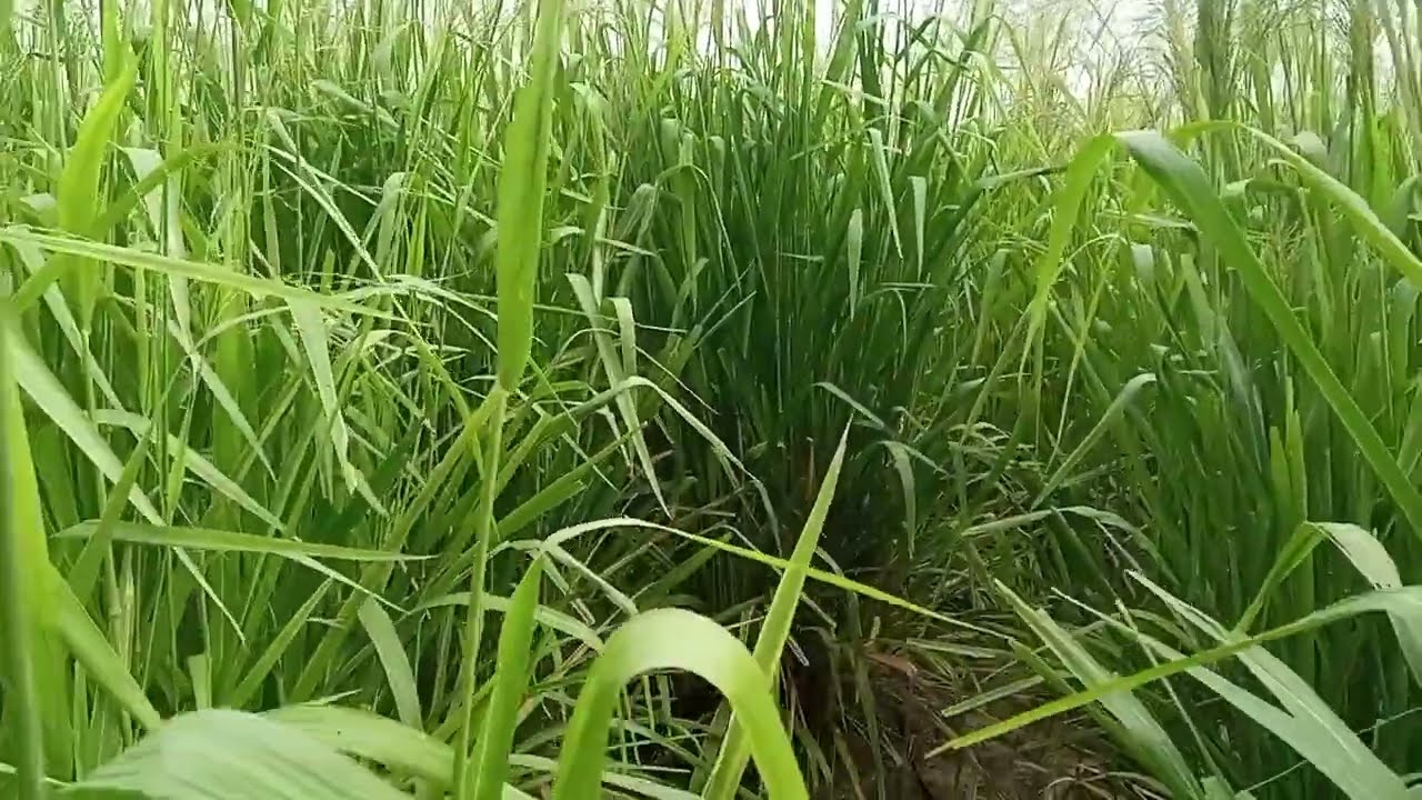 melhor capim para o nordeste