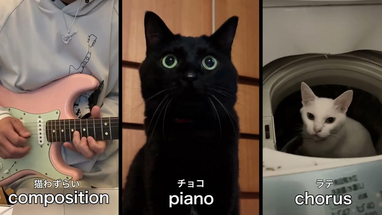 猫とバンド組んで曲作ってみた