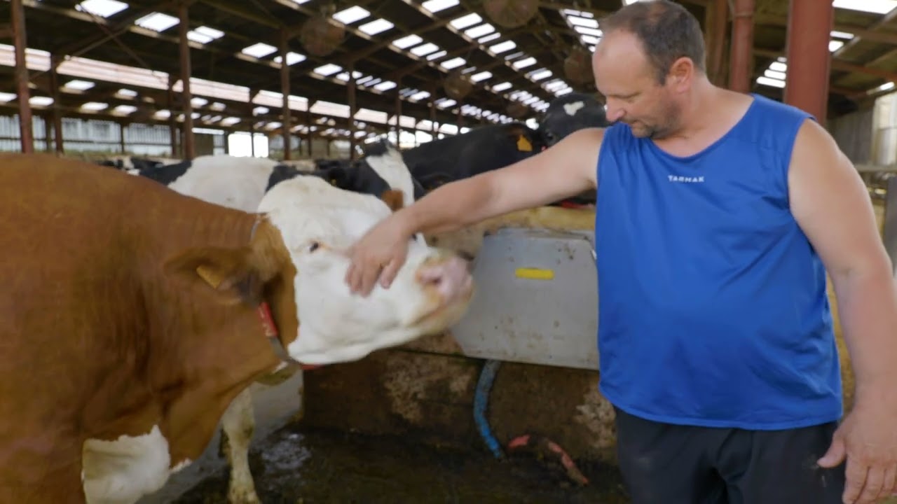 Fromagerie Delin: les races de vaches laitières par Vincent, producteur de lait