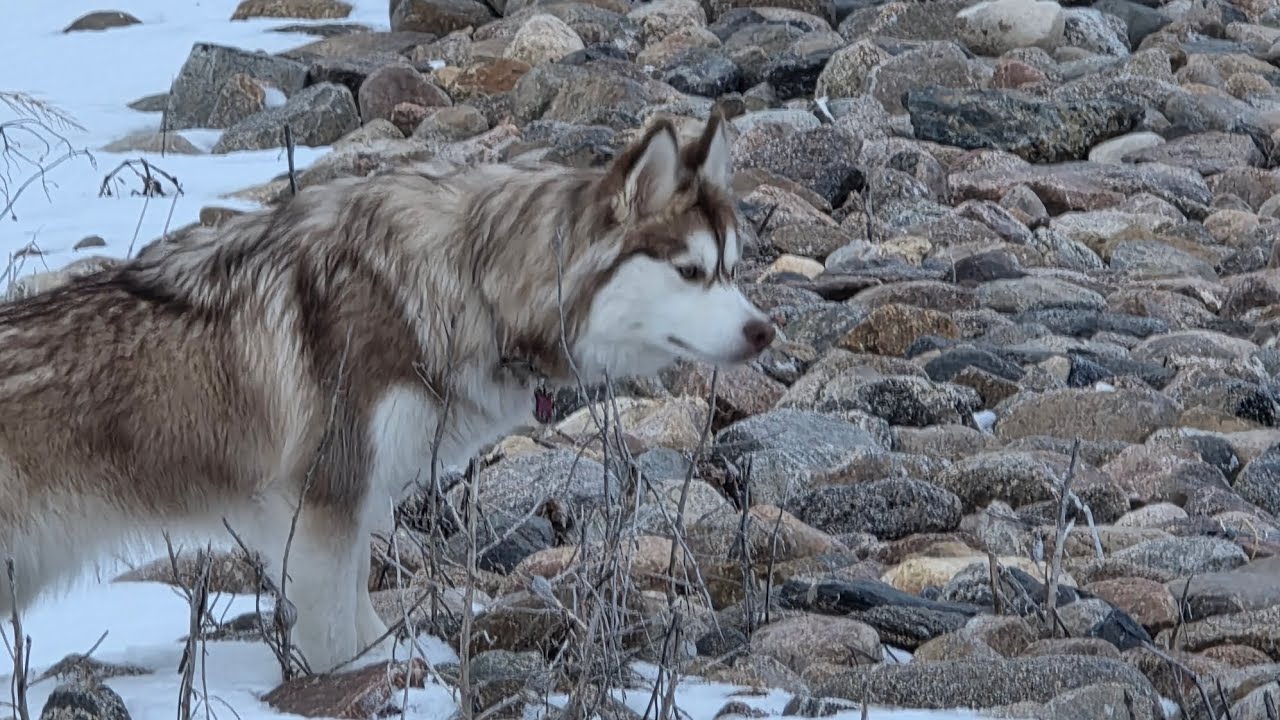 Have you ever heard a conversation between a Husky and Pitbull before? 