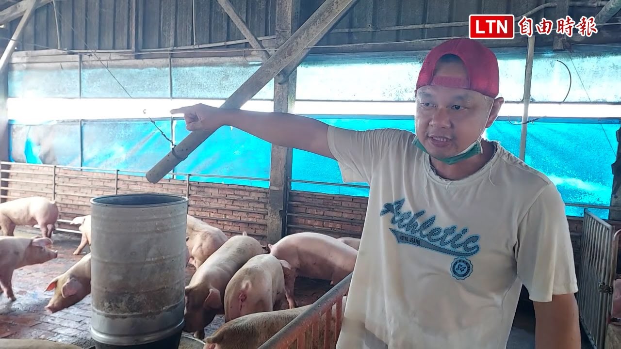 流浪犬水陸齊攻！嘉義布袋豬鵝慘遭獵殺 驚悚畫面曝