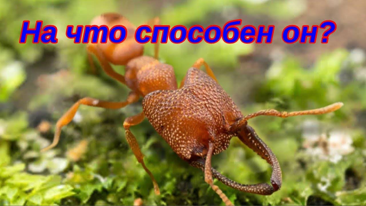 The Ants. Мудрый Берсеркер