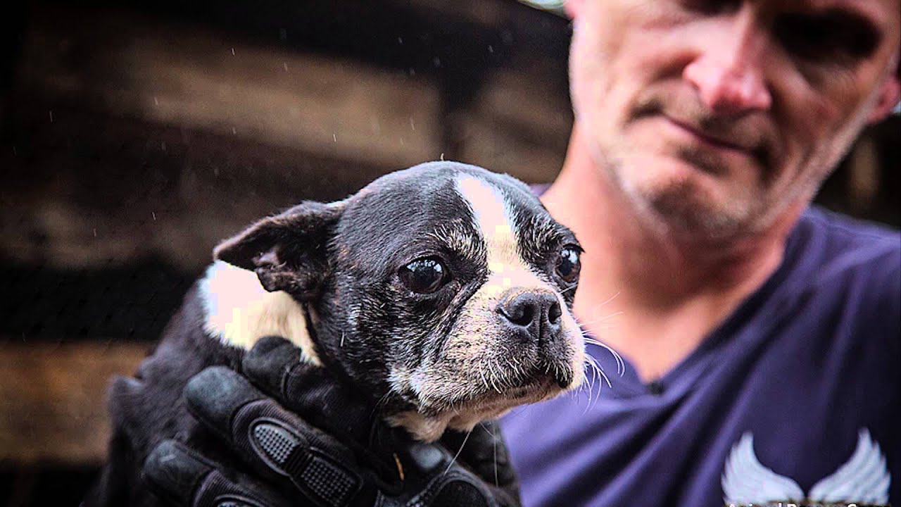 An Autumn of Saving Lives (2015)