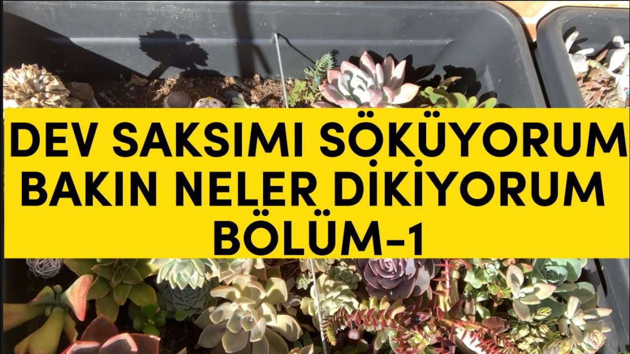 BÖLÜM-1 Sukulentlerinmi söküp, bakım yaparak yeni Özel Tür Sukulentler dikiyorum #sukulent #vlog
