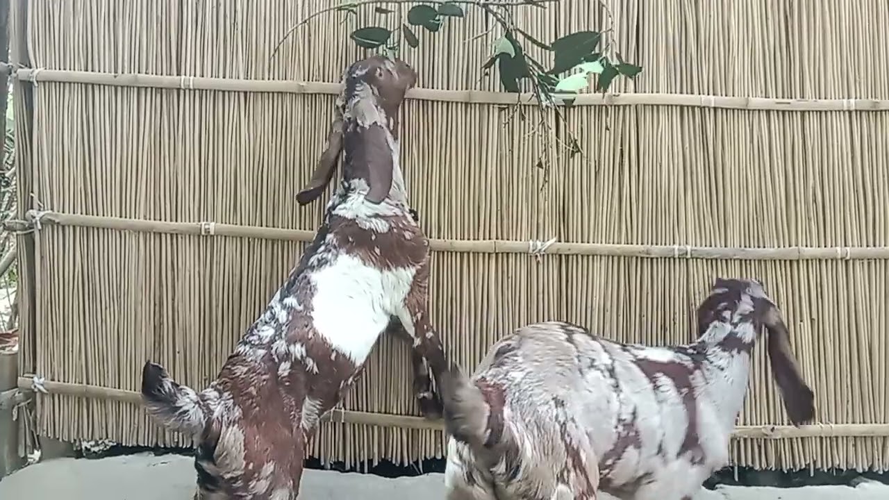 হ্যালো গাইস আপনারা দেখছেন আমাদের খামারে তোতা পুরি ছাগলের বাচ্চা বয়স ৭৬ দিন অর্থাৎ দুই মাস ১৬ দিন 