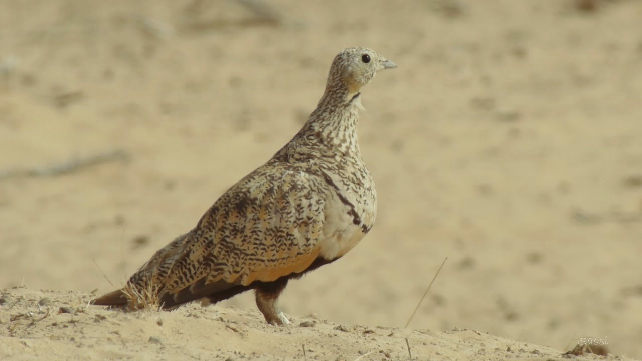 Black bellied Sandgrose near drinking hole - קטה גדולה