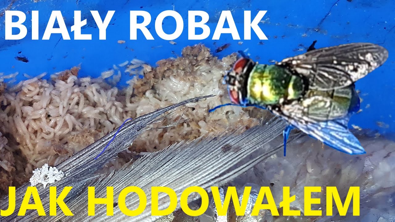 Własny robak - jak wyhodować !