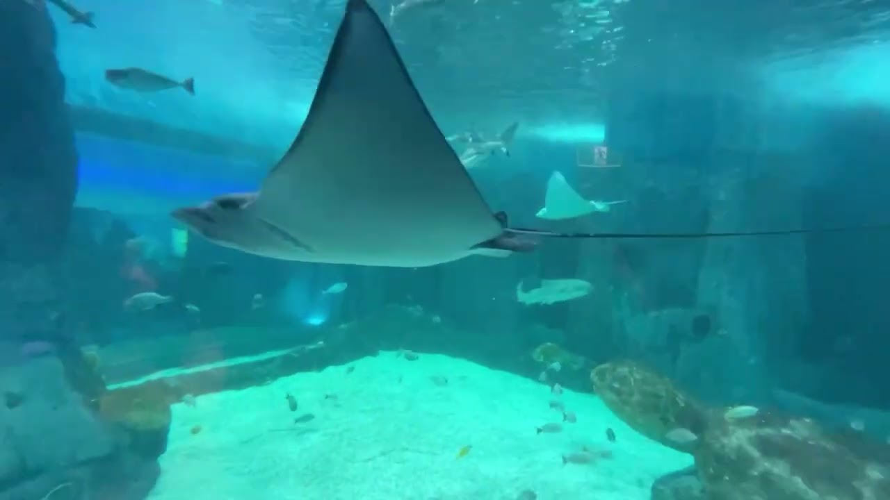 SEA Life Sydney - Great Barrier Reef Display Relaxation