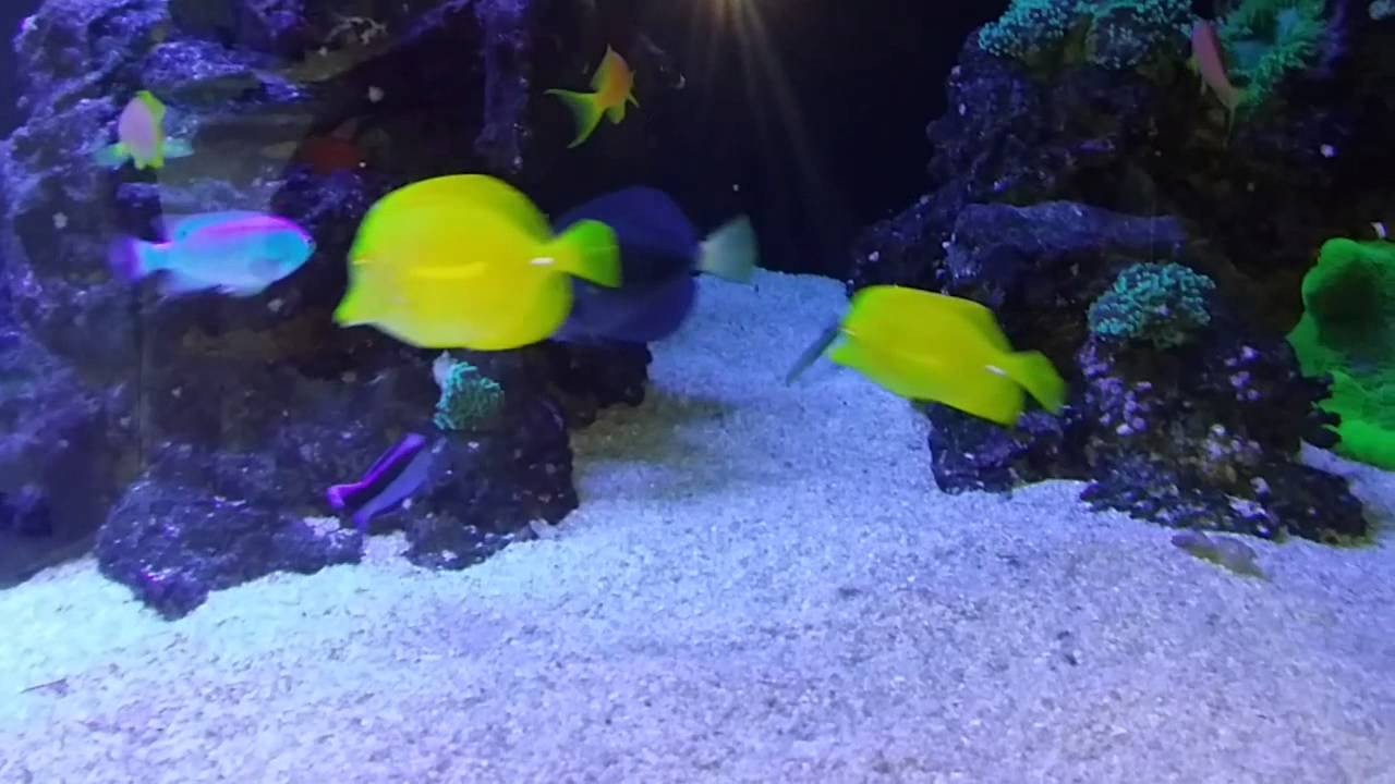 Blue spotted ray