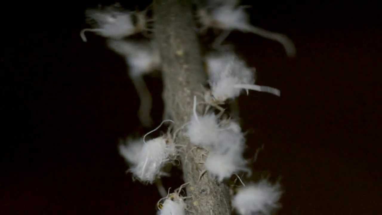 Woolly Aphid (Aphididae, Eriosomatinae) communal threat display