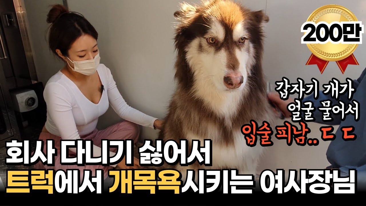 트럭에서 강아지 목욕시키며 월 2000만원 버는 여사장님 